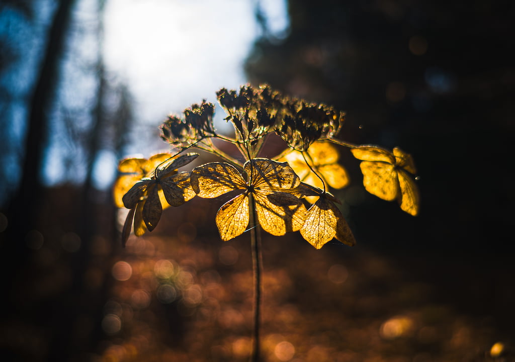 スマートフォンで撮影した、逆行に輝く秋の枯れた紫陽花と、落葉による茶色い絨毯を背景ボケにした写真
