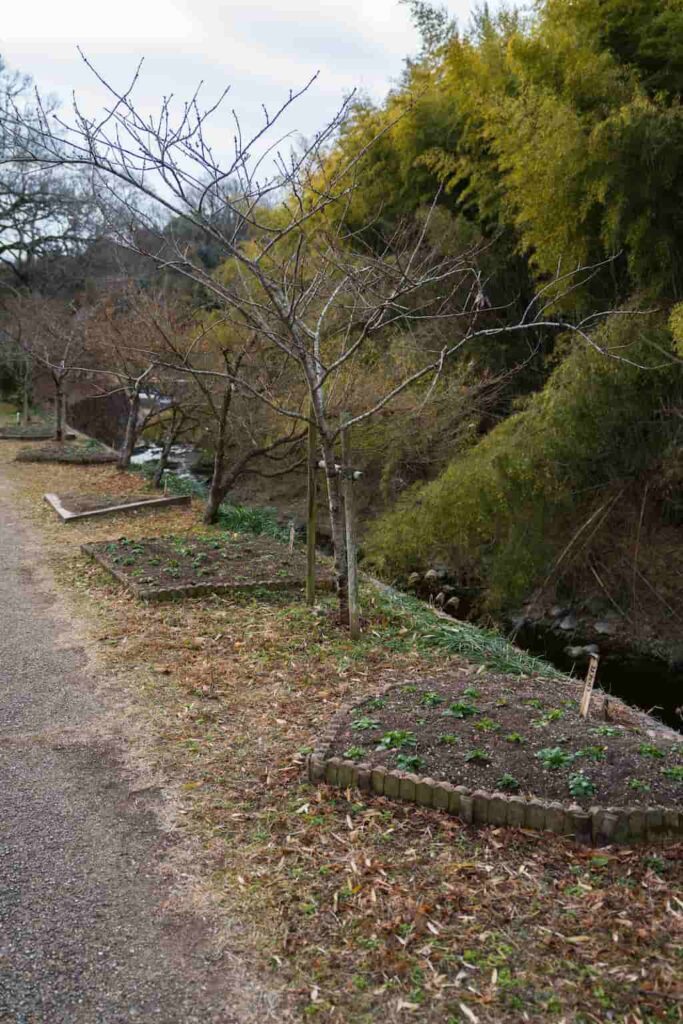 三木市の黒滝までの道中にあった植木の写真。α7Vで撮影