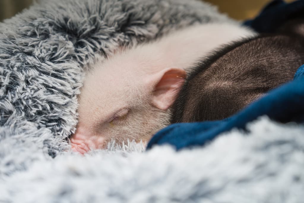 ソニーα7Vで撮影した、三宮にある豚カフェにいるブタを撮影した写真