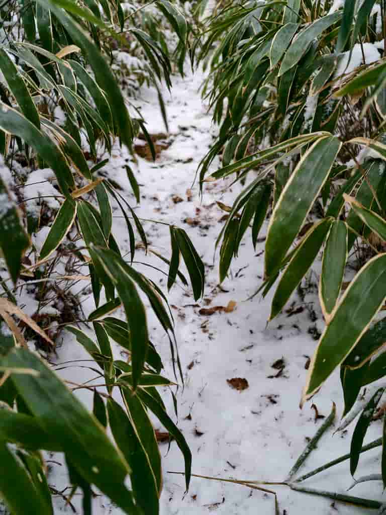 スマホで撮影した、六甲山の笹の葉と雪をローアングルで撮影した写真