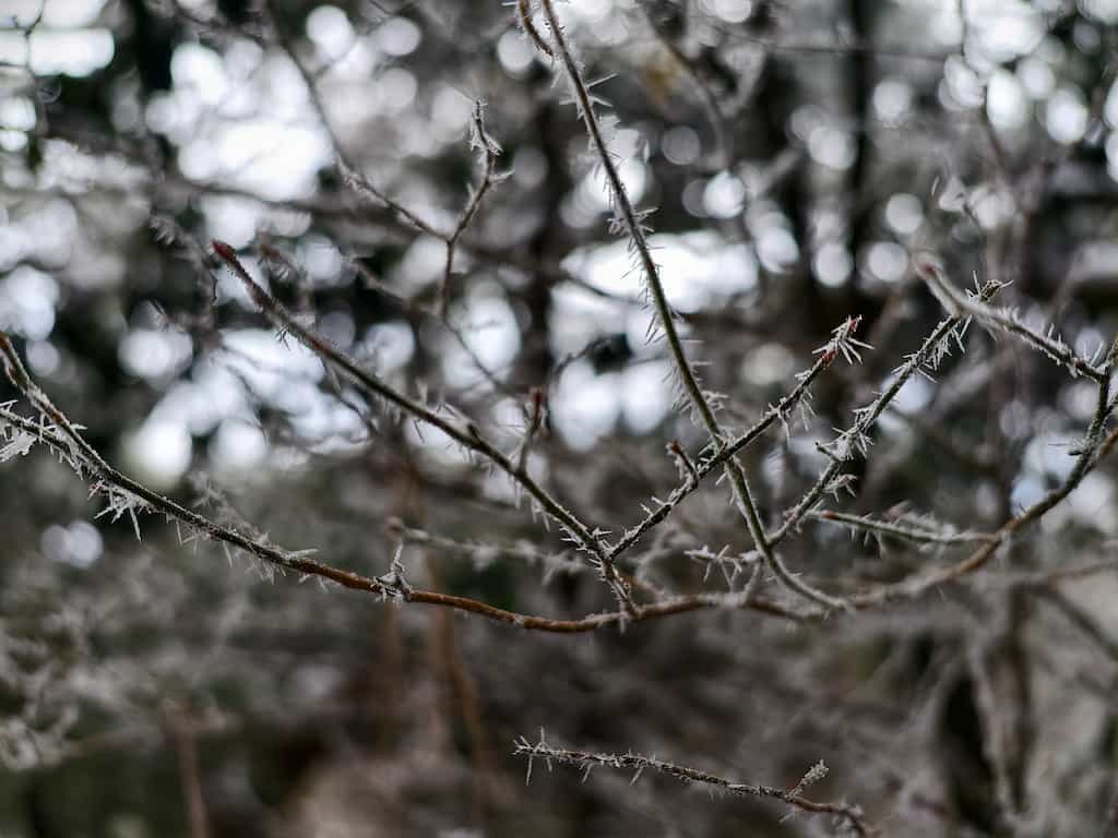 スマホで撮影した、冬の六甲山山頂付近にある、霜が降りた木の枝を撮影した写真