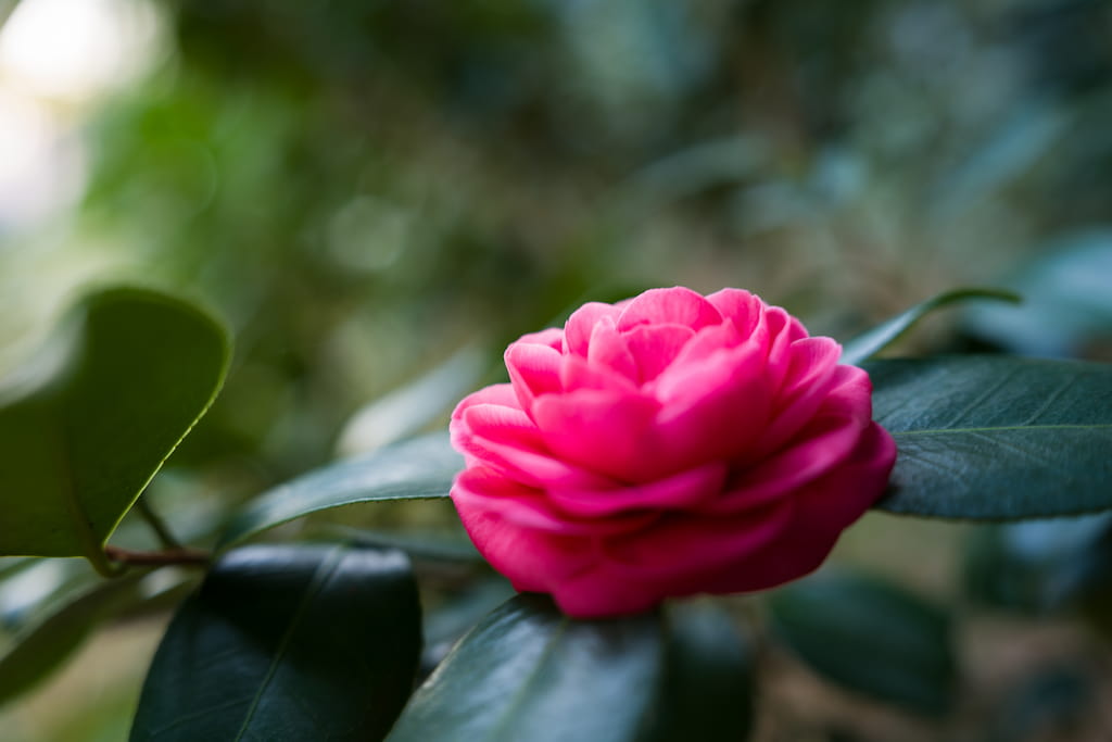 屋外で撮影した花の写真。α７Vで撮影
