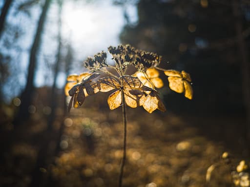 ChatGPTに添削依頼をした一枚目の写真。冬の紫陽花が逆光で写っている。