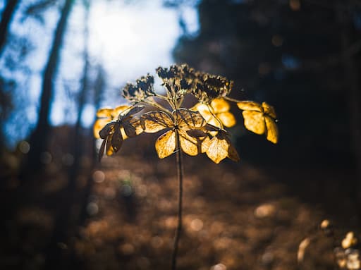 ChatGPTに添削依頼をした二枚目の写真。冬の紫陽花が逆光で写っている。