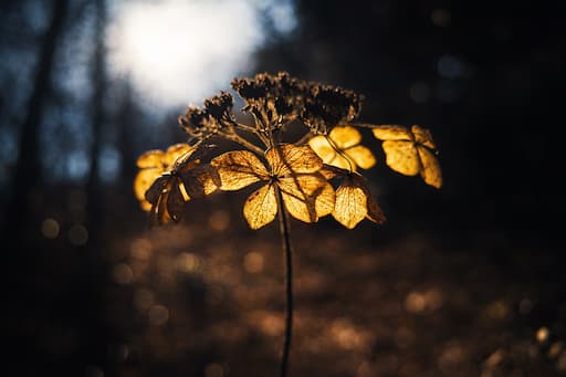 ChatGPTに添削依頼をし、ChatGPTが出力した画像。冬の紫陽花が逆光で写っている。