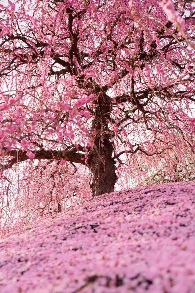 しだれ梅をローアングルで撮影した写真