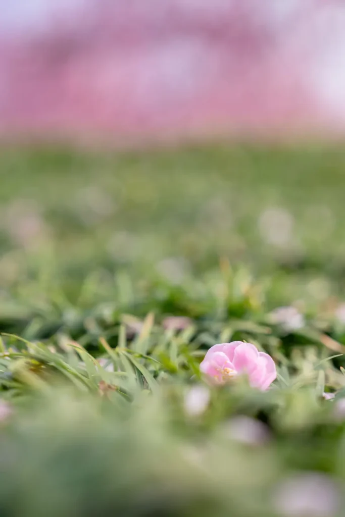 梅の花が一輪、芝の上にある写真を接写した写真