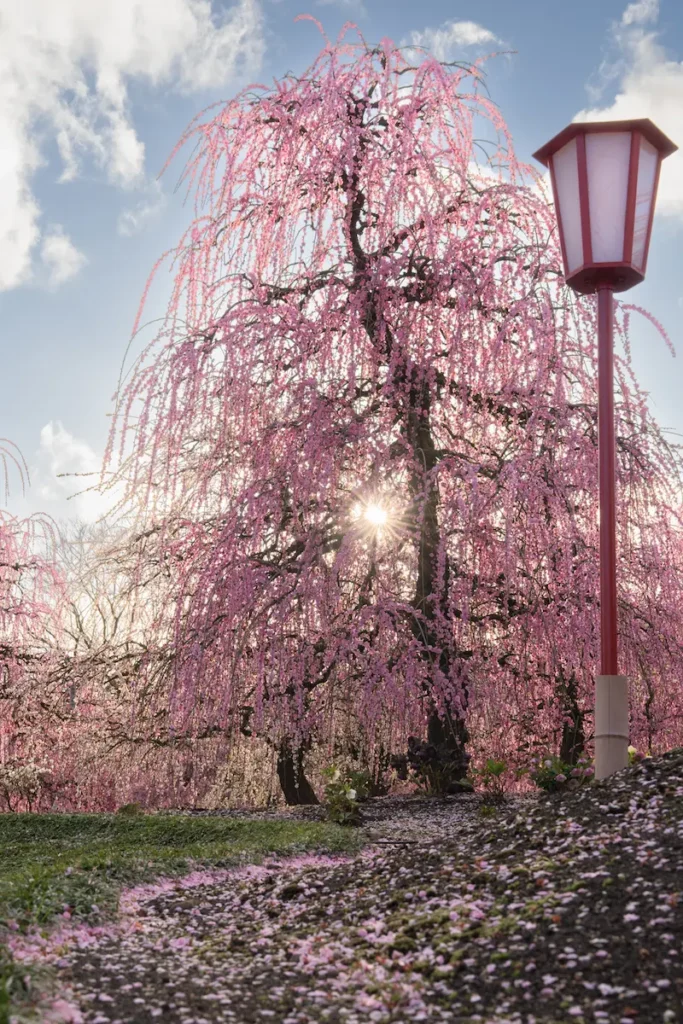 しだれ梅と太陽の光条を撮影した写真