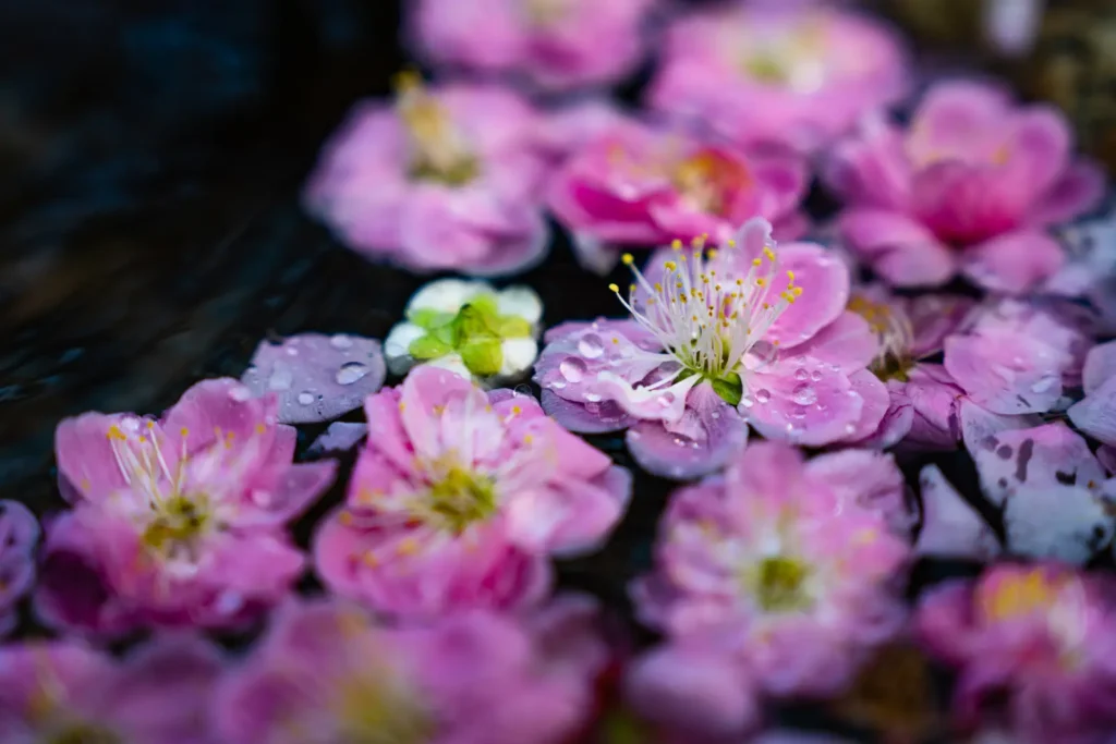 花手水に浮いている梅の花を接写で撮影した写真