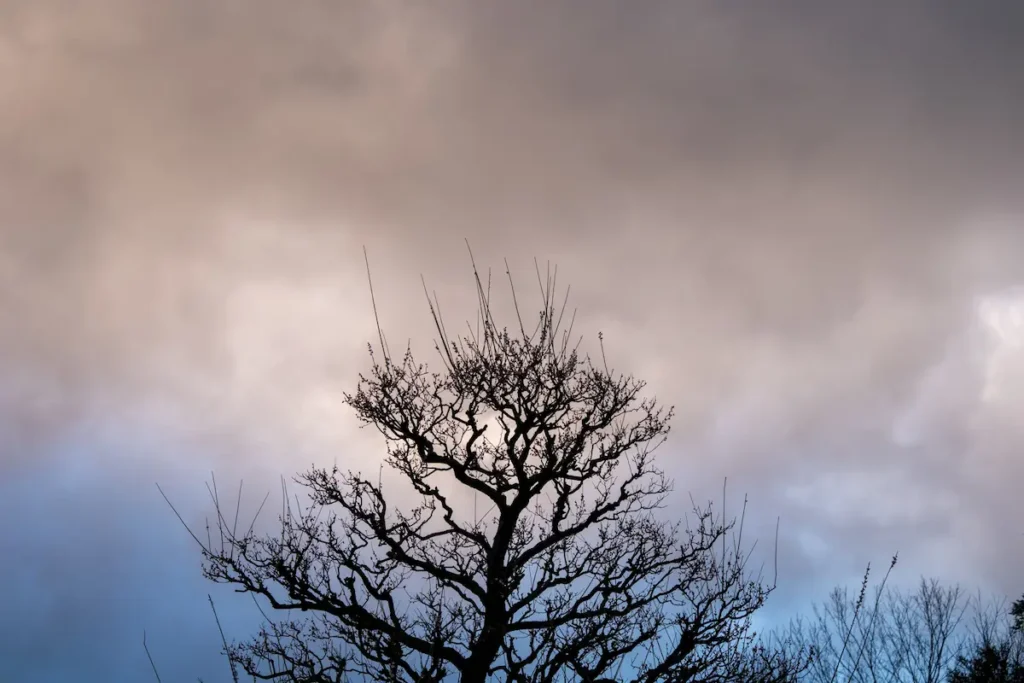 しだれ梅の上部を逆光で撮影した写真