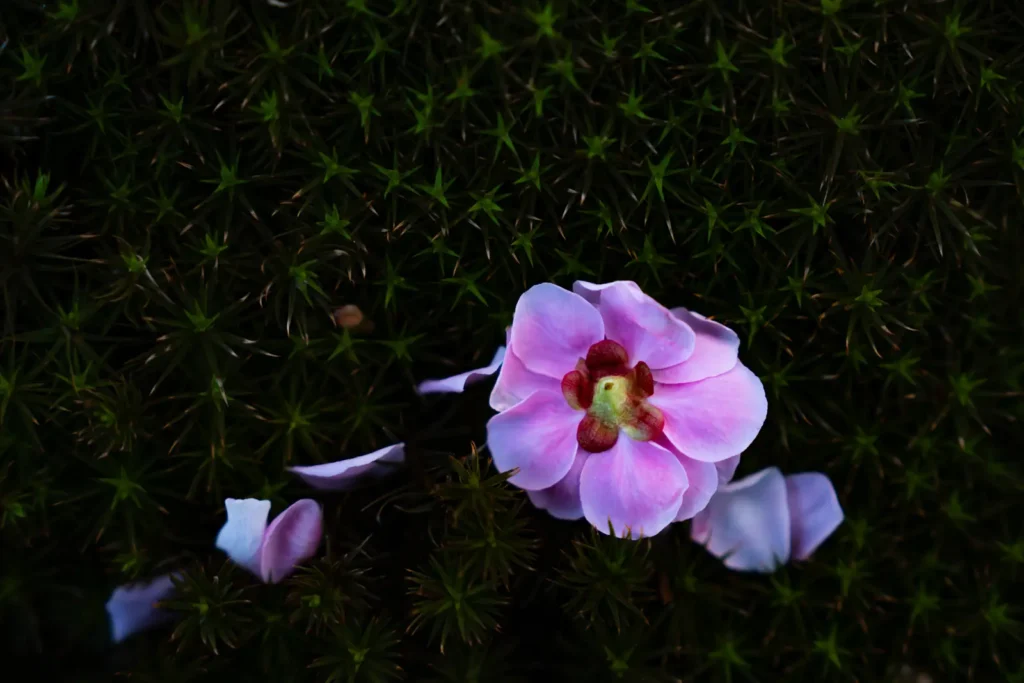 落ちた梅の花一輪をクローズアップした写真