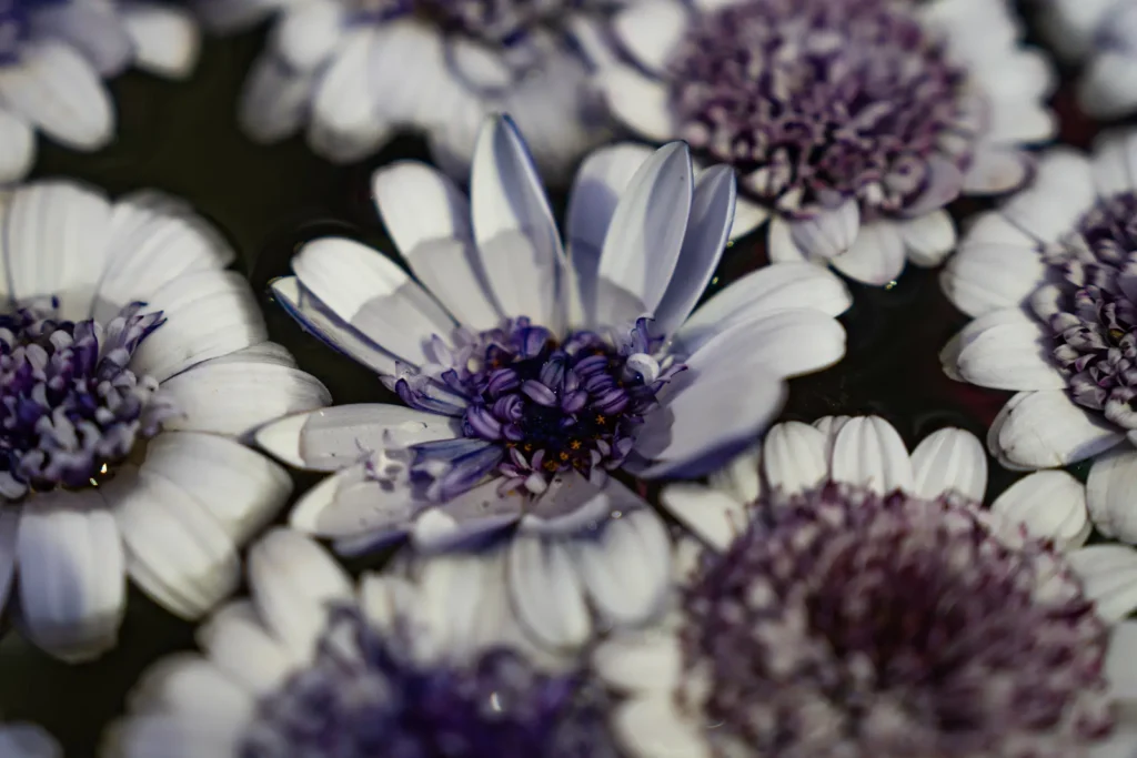花手水に浮かぶ白い花