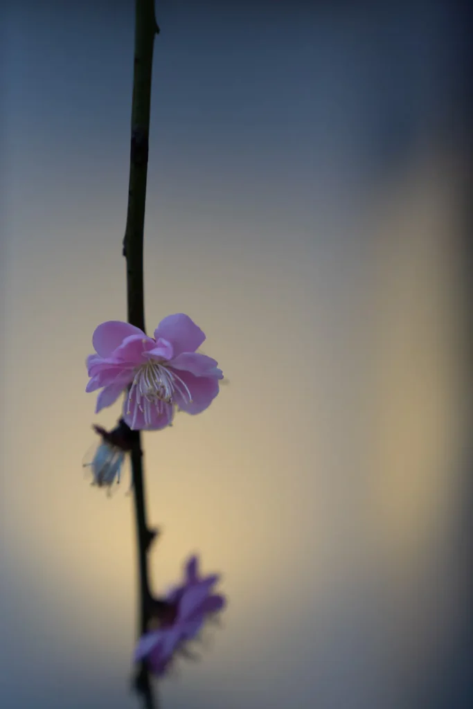 ライトアップされた、しだれ梅を逆光気味にクローズアップで撮影した写真