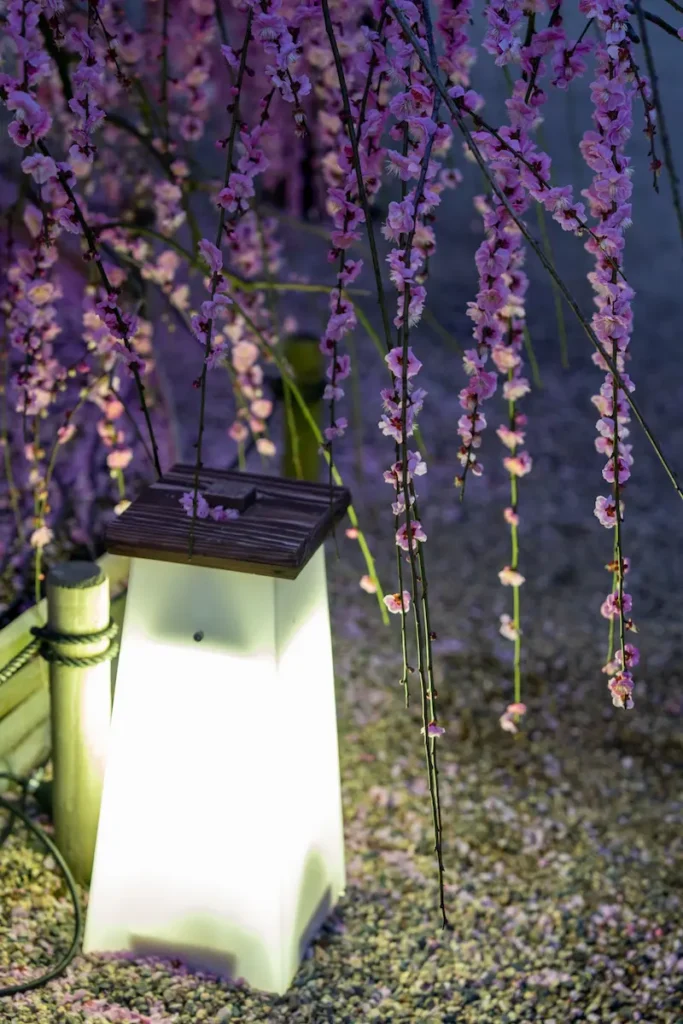 ライトアップされたしだれ梅とライトの写真