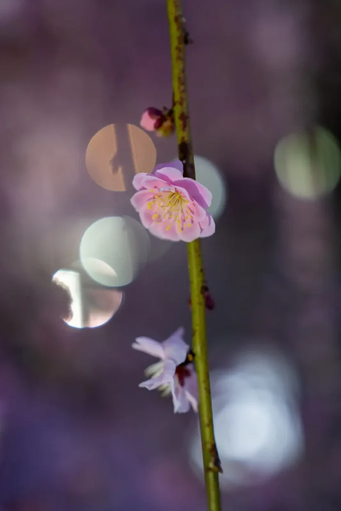 ライトアップされたしだれ梅と、ライトを玉ボケにした写真