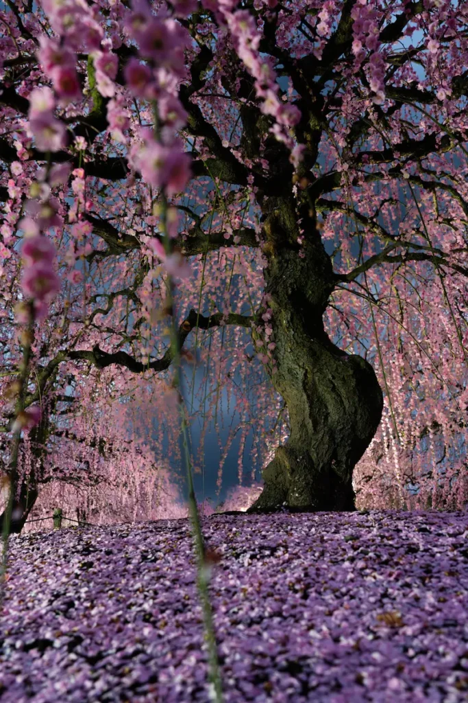 ライトアップされたしだれ梅