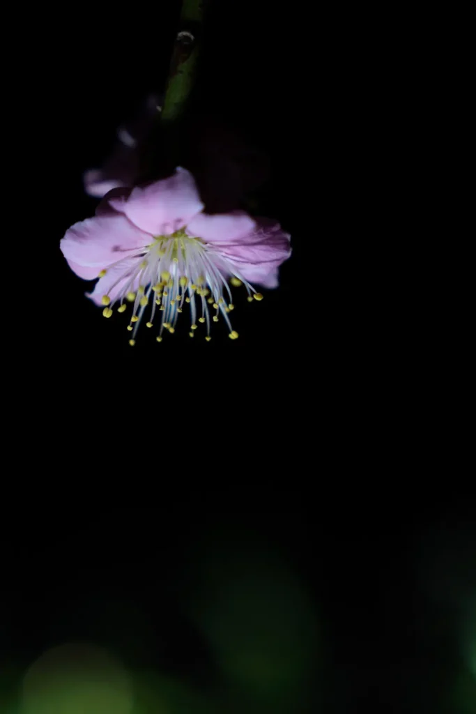 暗闇に浮かび上がるライトアップされた梅の花
