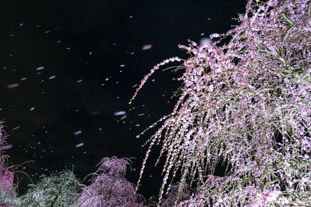 ライトアップされたしだれ梅と、風に舞う花びら