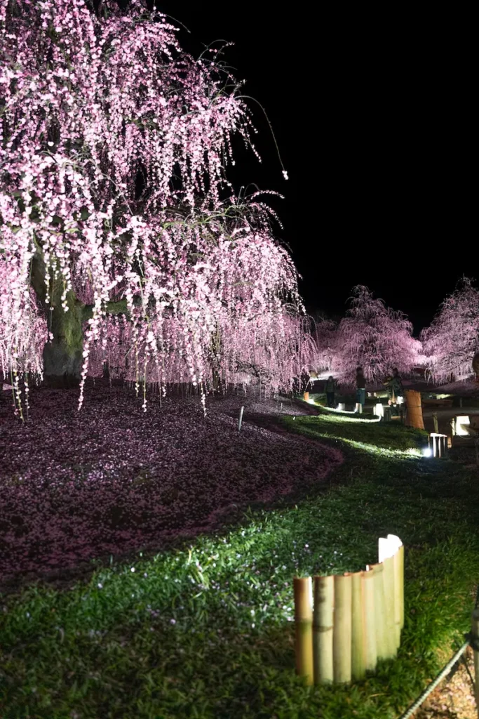 ライトアップされたしだれ梅とライトの写真