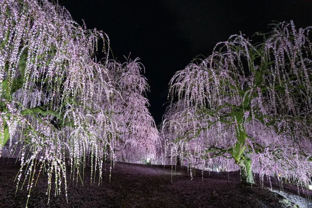 ライトアップされたしだれ梅