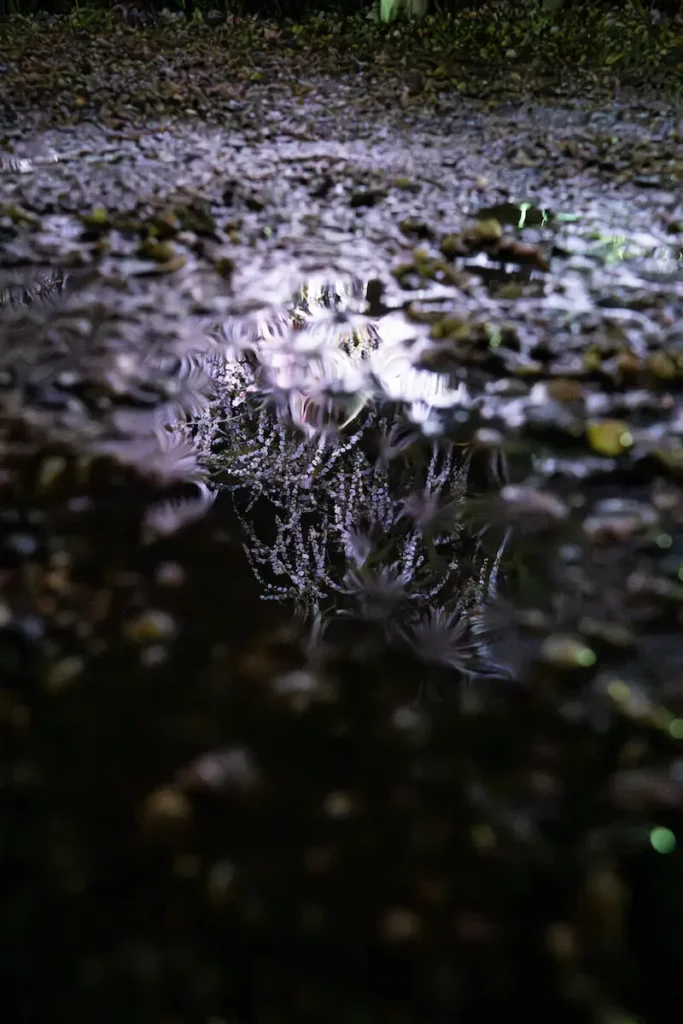 水たまりに反射させた、ライトアップされたしだれ梅