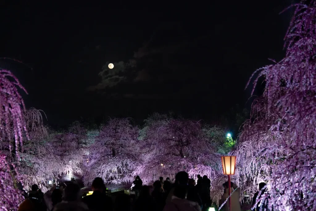 鈴鹿の森庭園のライトアップされたしだれ梅と満月