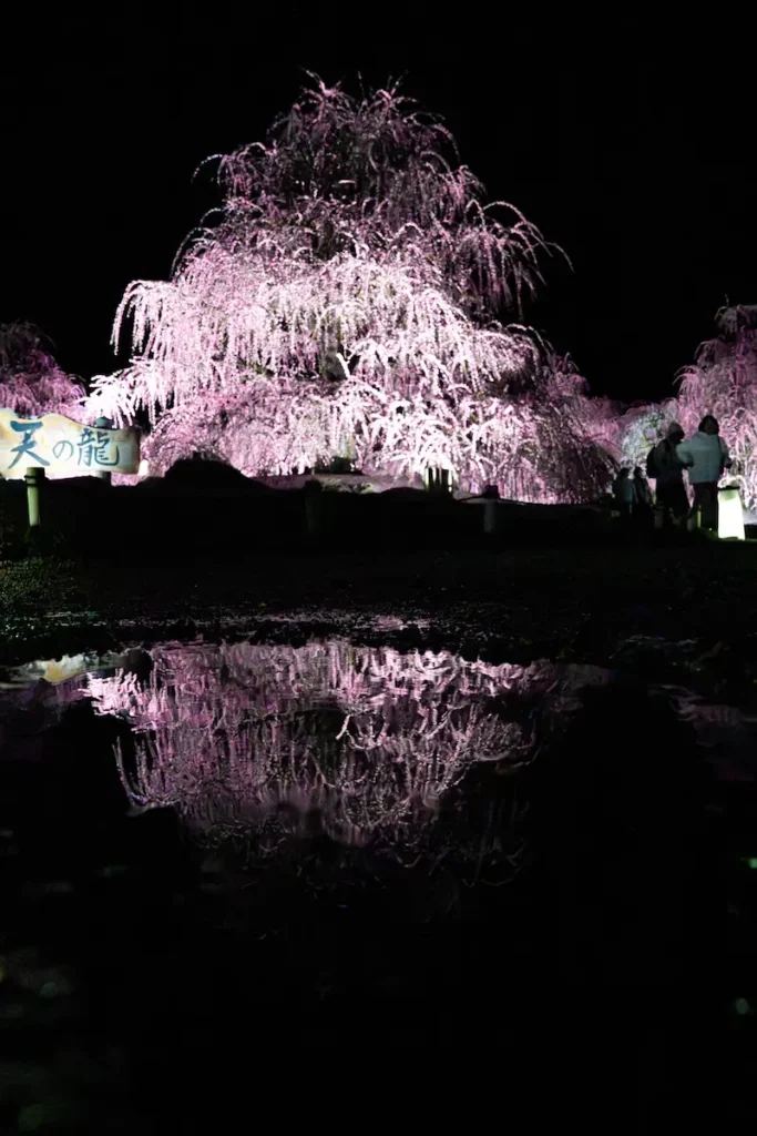 ライトアップされたしだれ梅とリフレクション