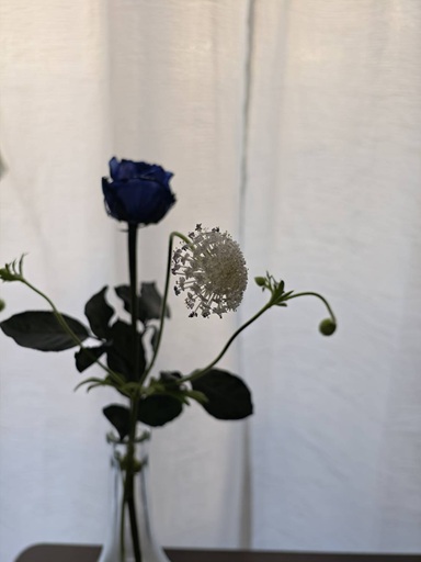 窓際の机の上に置いた、青色と白色の2輪の花